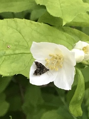 Anthophila fabriciana