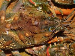 Temnosewellia