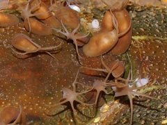 Temnosewellia