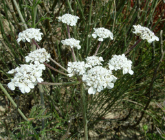 Daucus glaber