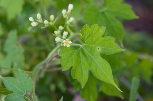 Gronovia scandens (Gronovia scandens)