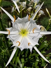 Hymenocallis coronaria