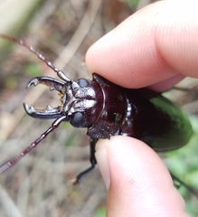 Stenodontes chevrolati