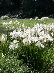 Hymenocallis coronaria