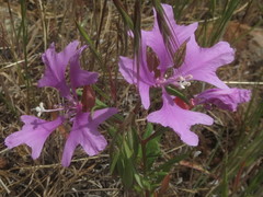 Clarkia pulchella