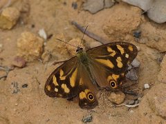 Heteronympha banksii banksii