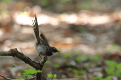 Rhipidura albogularis