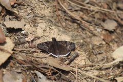 Erynnis tristis tatius