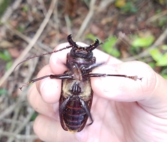 Stenodontes chevrolati