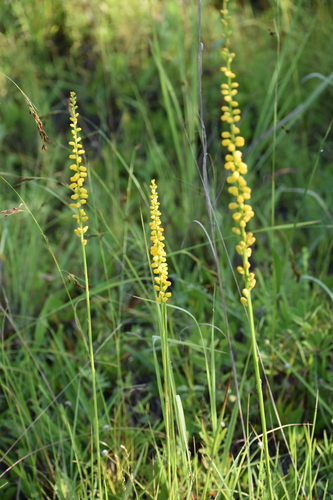 Image of Golden Miller's-Maid (Aletris aurea) by (c) Ryan Watson, some rights reserved (CC BY)
