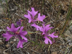 Clarkia pulchella