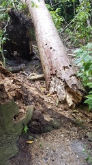 Stenodontes chevrolati