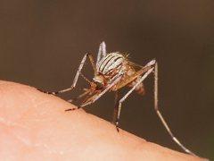 Aedes vittiger