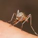 Aedes vittiger - Photo (c) Reiner Richter, algunos derechos reservados (CC BY-NC-SA), subido por Reiner Richter