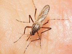 Aedes vittiger