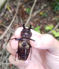 Stenodontes chevrolati