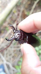 Stenodontes chevrolati