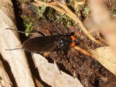 Johnmannia kosciuskoensis