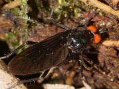 Johnmannia kosciuskoensis