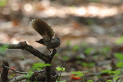 Rhipidura albogularis