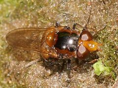 Cyphipelta rufocyanea