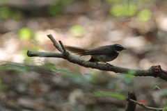 Rhipidura albogularis