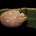 Paropsis aegrota elliotti - Photo (c) Reiner Richter, alguns direitos reservados (CC BY-NC-SA), uploaded by Reiner Richter