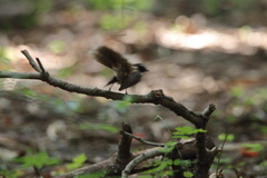 Rhipidura albogularis