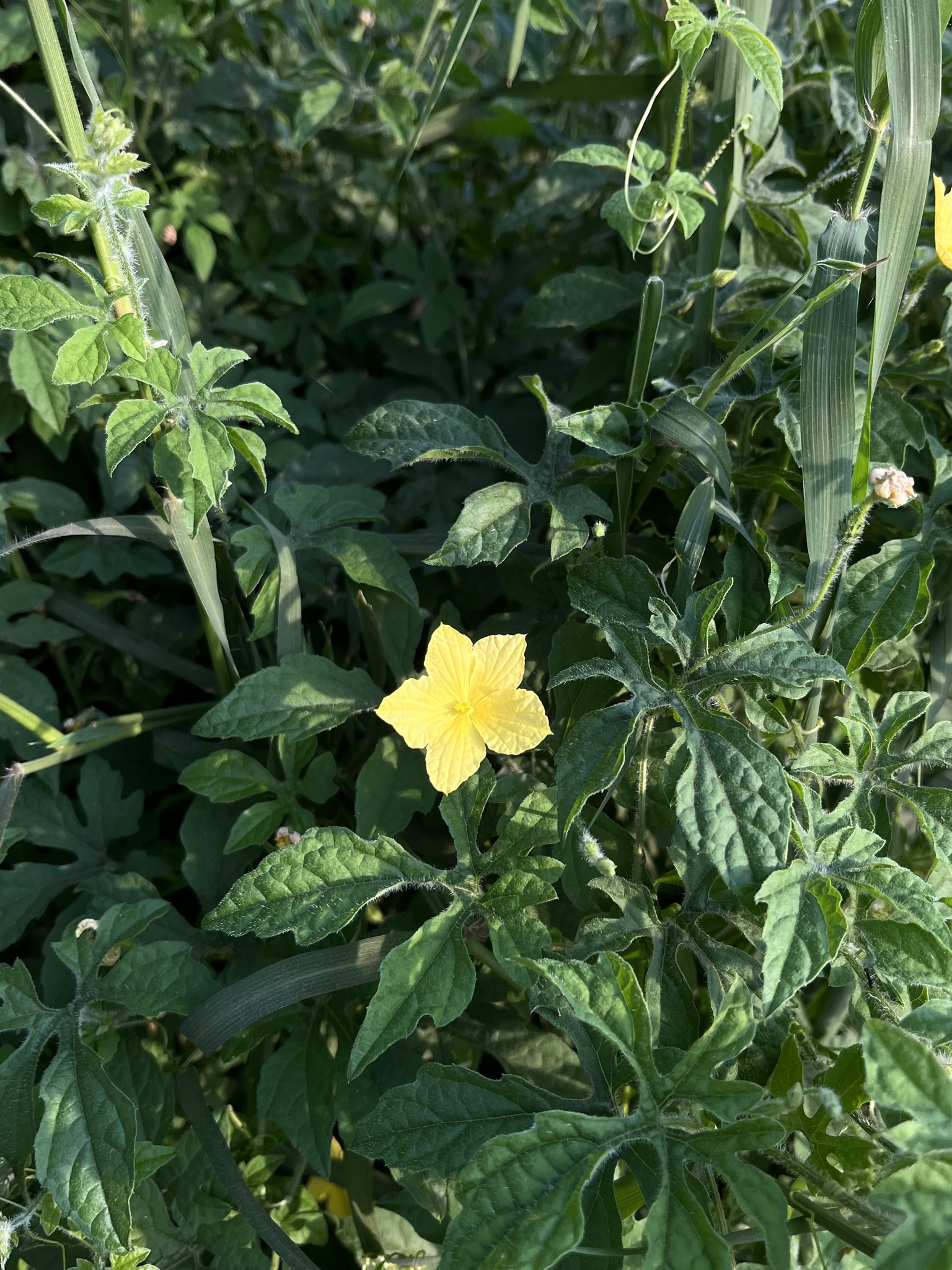 Momordica charantia