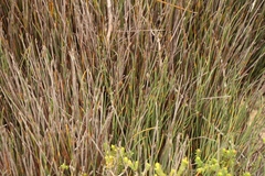 Hypodiscus procurrens