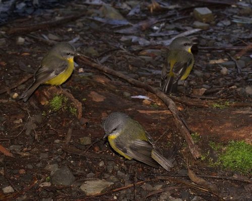 Subspecies Eopsaltria australis australis · iNaturalist
