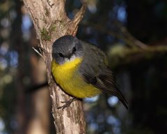 Eopsaltria australis australis