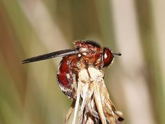 Microdon barringtonensis