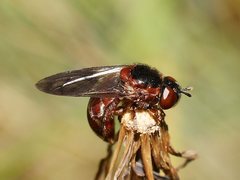 Microdon barringtonensis