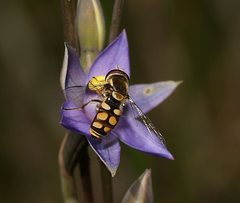 Thelymitra holmesii