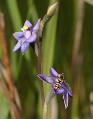 Thelymitra holmesii