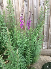 Linaria purpurea