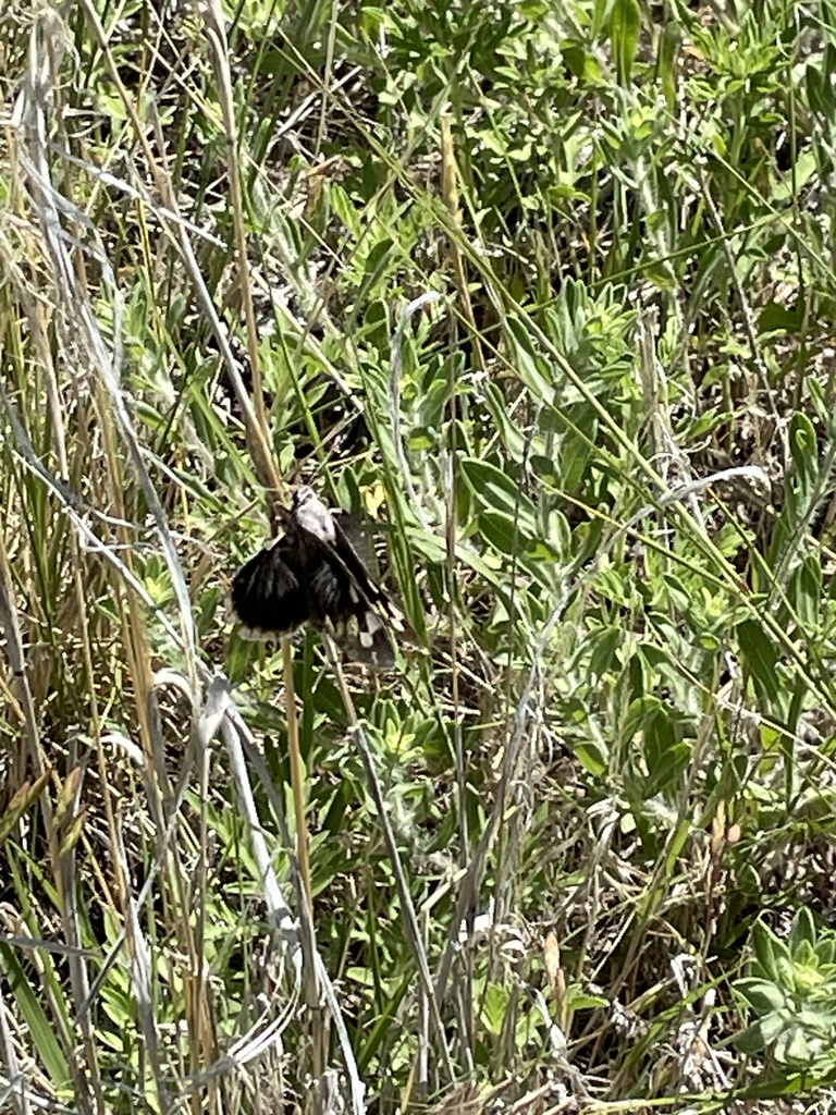 Strecker's Giant-Skipper