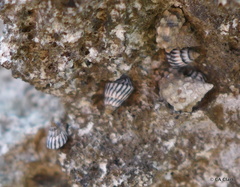 Echinolittorina