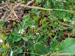 Trifolium scabrum