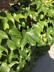Parthenocissus tricuspidata