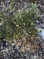 Diphasiastrum alpinum image