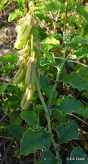 Crotalaria verrucosa