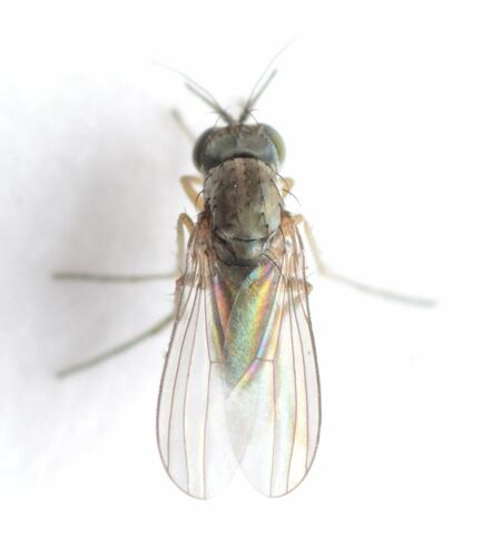 Peloropeodes cornutus