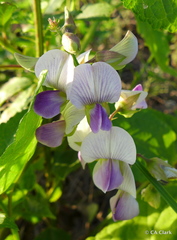 Crotalaria verrucosa