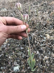 Fritillaria agrestis
