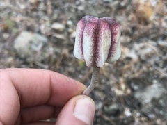 Fritillaria agrestis
