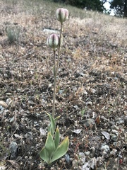 Fritillaria agrestis