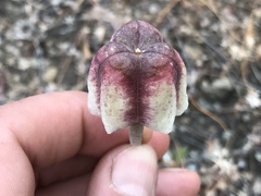 Fritillaria agrestis