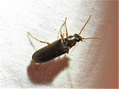 Selonodon